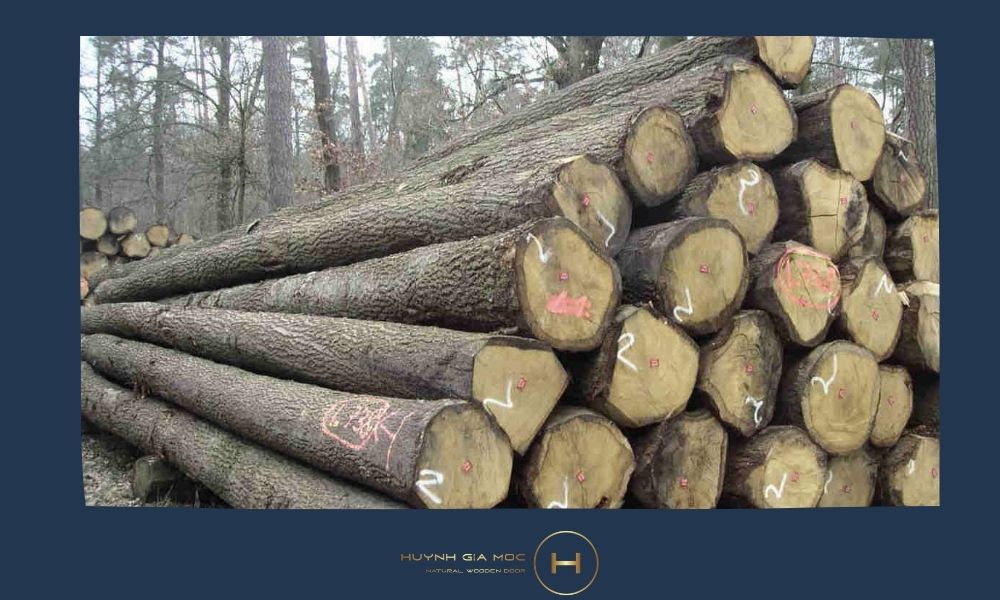 Đặc điểm sinh thái và đặc tính của gỗ sồi Nga