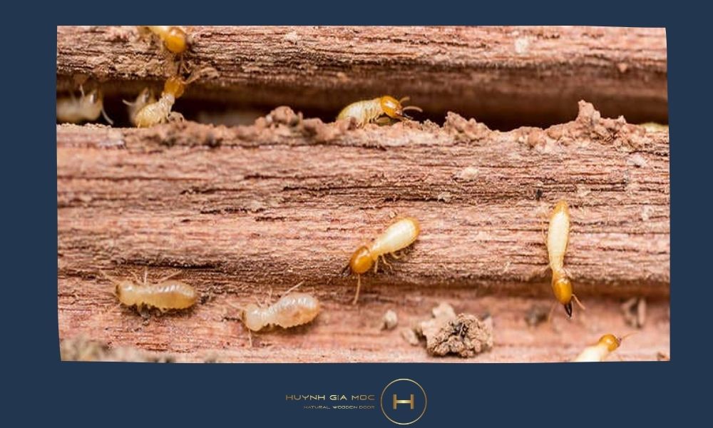 Điều kiện để gỗ sồi Nga tránh bị mối mọt